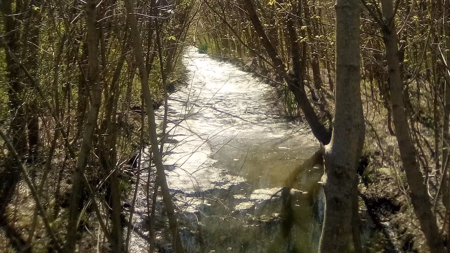 Arroyito con vegetación a los lados en Isla Santiago.